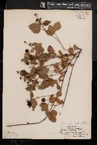 Rubus roribaccus image