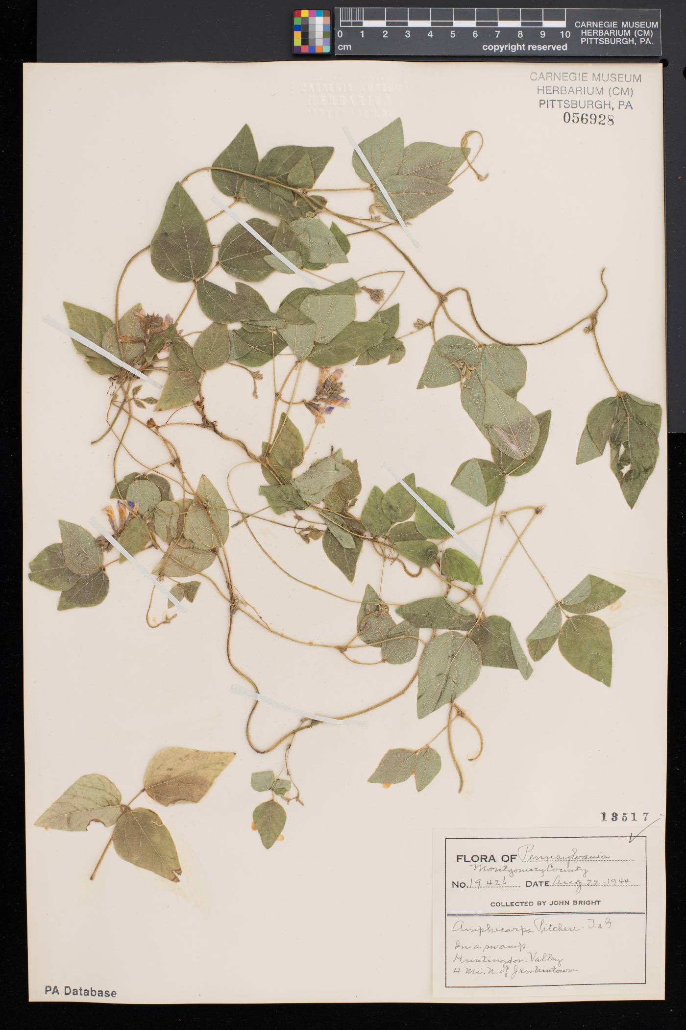 Amphicarpaea bracteata var. comosa image