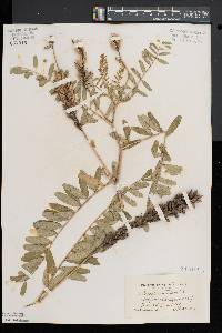 Astragalus canadensis image