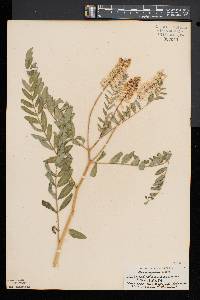 Astragalus canadensis image