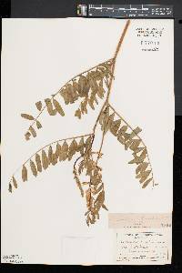 Astragalus canadensis image