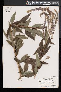 Desmodium canadense image