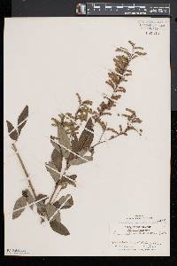 Desmodium canadense image