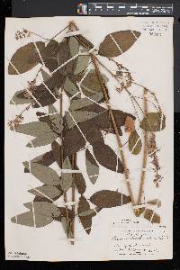 Desmodium canadense image