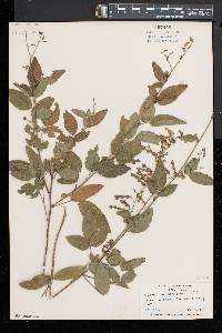 Desmodium glabellum image