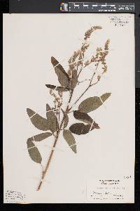 Desmodium canadense image