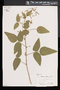 Desmodium canescens image