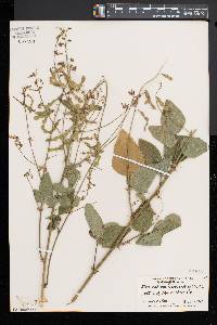 Desmodium canescens image