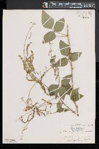 Desmodium canescens image