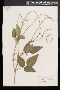 Desmodium canescens image