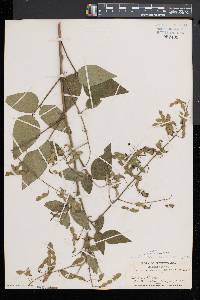 Desmodium canescens image