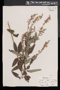 Desmodium canadense image