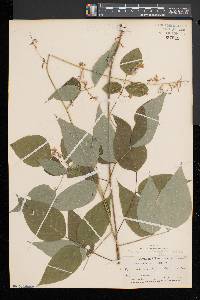 Desmodium cuspidatum image