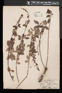 Desmodium marilandicum image