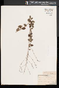 Desmodium marilandicum image