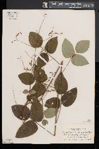 Desmodium laevigatum image