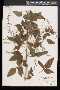 Desmodium glabellum image