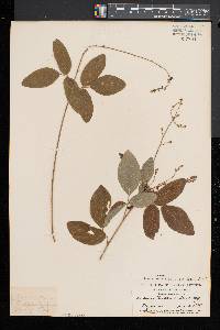 Desmodium perplexum image