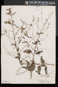 Desmodium glabellum image