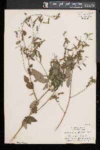 Desmodium glabellum image