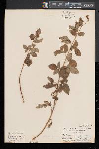 Desmodium perplexum image