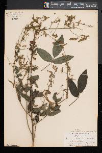 Desmodium perplexum image