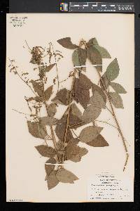 Desmodium glabellum image