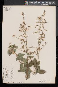 Desmodium glabellum image