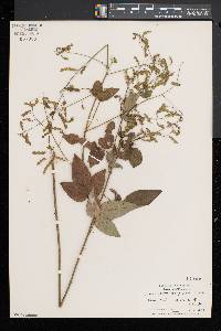 Desmodium glabellum image