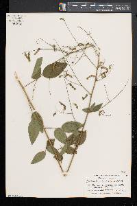 Desmodium glabellum image