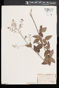 Desmodium glabellum image