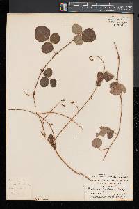 Desmodium rotundifolium image