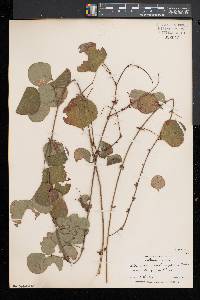 Desmodium rotundifolium image