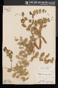 Lathyrus japonicus image