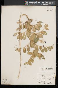 Lathyrus japonicus image