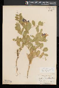 Lathyrus japonicus image