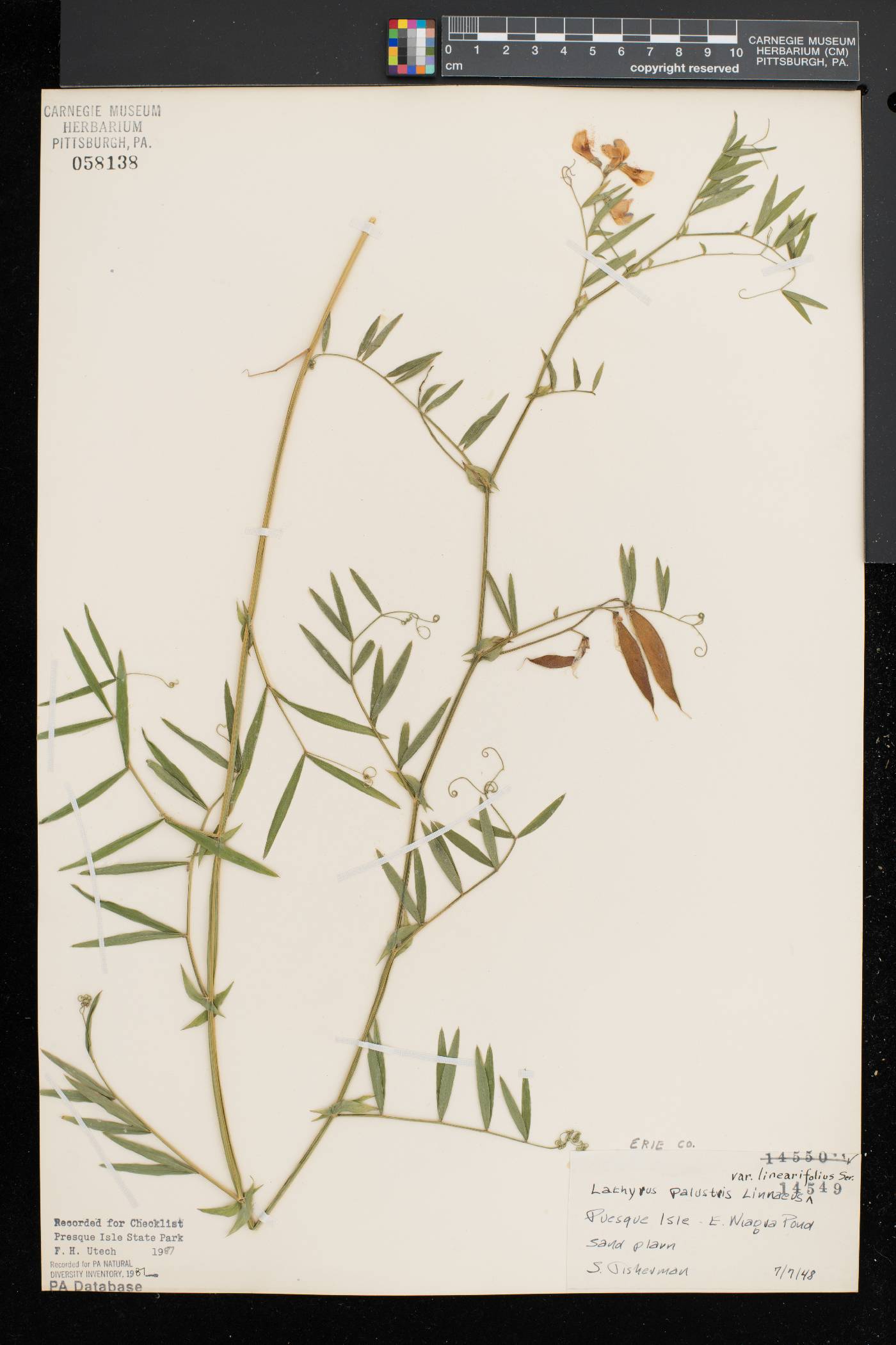 Lathyrus palustris var. linearifolius image