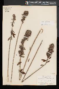 Lespedeza capitata image