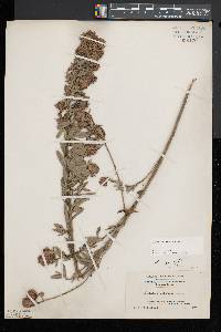 Lespedeza capitata image