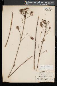 Lespedeza hirta image