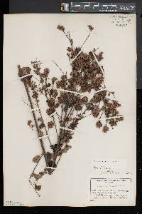 Lespedeza hirta image