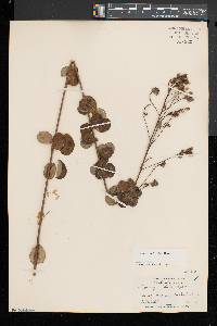 Lespedeza hirta image