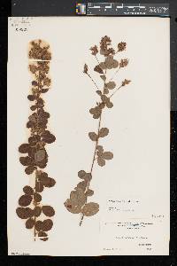 Lespedeza hirta image