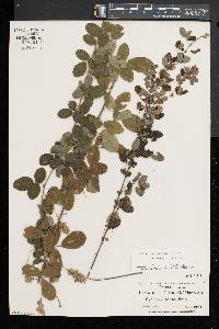 Lespedeza hirta image