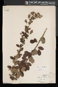 Lespedeza hirta image