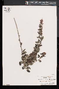 Lespedeza intermedia image