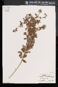 Lespedeza intermedia image