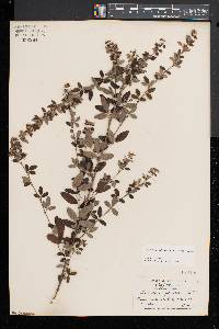 Lespedeza intermedia image