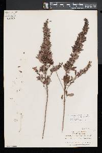 Lespedeza virginica image