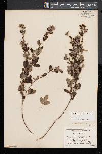 Lespedeza intermedia image